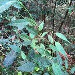 Solanum pittosporifolium Blad