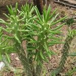 Austrocylindropuntia cylindrica Blad