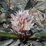 Allium yosemitense Flower