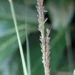 Sporobolus indicus Mbuma