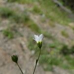 Linum catharticum Flor