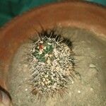 Mammillaria voburnensisЛисток