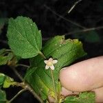 Melochia nodiflora Flower