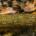 Pycnobotrya nitida Φλοιός