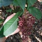 Ardisia compressa Fruit