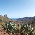 Agave havardiana 叶