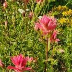 Castilleja miniata Yaprak