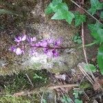 Anacamptis palustris Floare