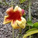 Bignonia capreolata Flor