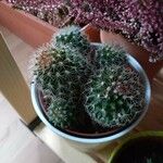 Mammillaria spinosissimaLeaf