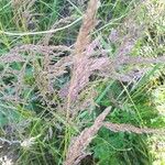 Agrostis stolonifera 花