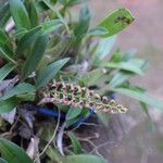 Bulbophyllum resupinatum Pokrój