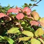 Rubus discolor برگ