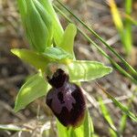 Ophrys passionis Ostatní