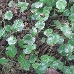 Hydrocotyle sibthorpioidesLeht