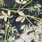 Cleome ornithopodioides Leaf