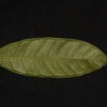 Fusaea longifolia Leaf