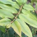 Ekebergia capensis Φύλλο