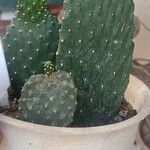 Consolea rubescens Hoja