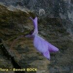 Pinguicula longifolia Otro