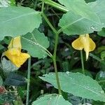 Impatiens noli-tangere Leaf