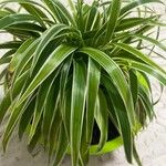 Phalaris arundinacea Feuille