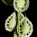 Thysanocarpus curvipes Fruit