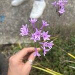 Tulbaghia violacea 花