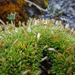 Arenaria nitida Flor