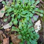 Claytonia rubra Blatt