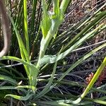 Tragopogon angustifolius 葉