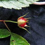 Rubus pentagonus Hábito