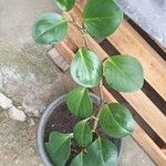 Peperomia obtusifolia Yaprak