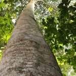 Terminalia ivorensis Kabuk
