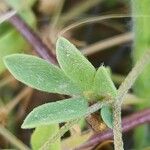 Lotus angustissimus Leaf