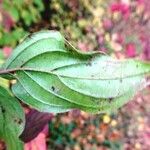 Cornus sanguinea Leaf