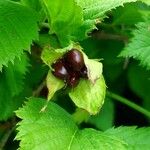 Rhodotypos scandens Frukto