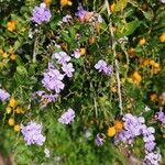 Duranta erecta Blomst