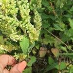 Teucrium scorodoniaFlower