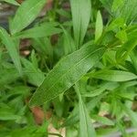 Coreopsis lanceolata Blatt