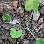 Dichondra micrantha Лист