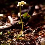 Moneses uniflora Cvet