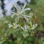 Silene nutansFloare