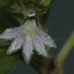 Scaevola balansae फल