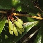 Berberis julianae Fruit