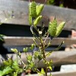 Aconitum napellus Fruit