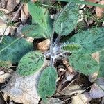 Hieracium glaucinum Folio