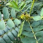 Senna didymobotrya Blatt