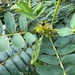 Senna didymobotrya List