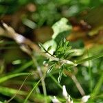 Conopodium pyrenaeum Blatt